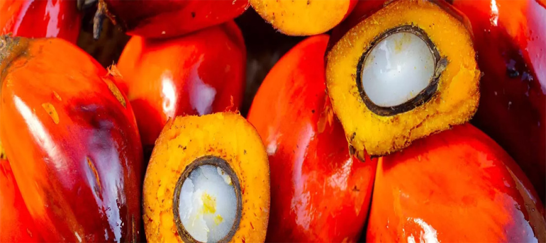 Palm tree prices rise in Dalian on gains, good exports and low production data