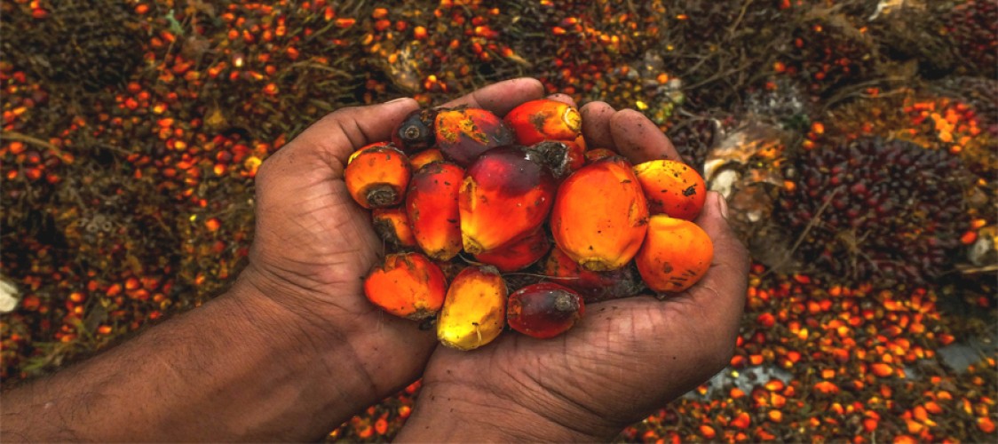 In new palm oil expansion initiative Malaysia eyes Africa and Middle East